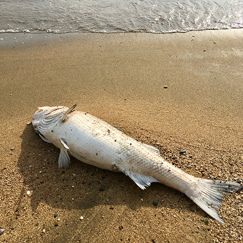 dead striped bass on a Chesapeake Bay beach